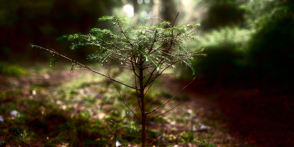 Burgergemeide Zermatt - Waldstrategie