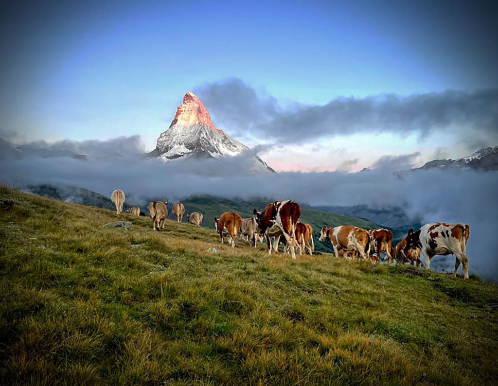 Burgergemeide Zermatt - Alpen - Weiden
